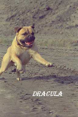 Dracula in action