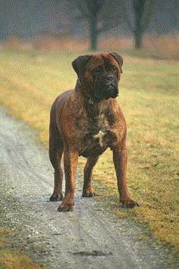 Champion Yndra of Galway