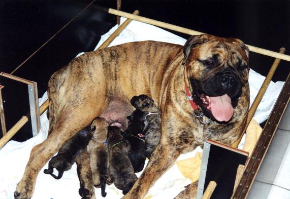 Pups from Moraya at 2000